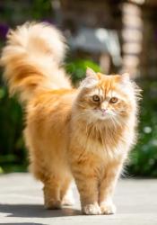 Found/Stray Unknown Cat last seen Valley Oaks ests subdivision at the corner of Valley Oaks est Dr and Valley Rd in Wildwood, MO., Wildwood, MO 63005