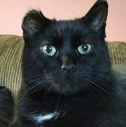 Reunited Male Cat last seen Highland Ave, Iowa City, IA 52240