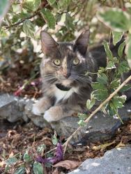 Reunited Female Cat last seen Lemoli Ave by the speed sign, heading toward Manhattan Beach Blvd., Gardena, CA 90249