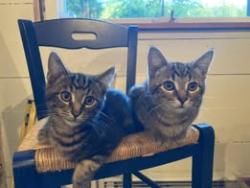 Lost Female Cat last seen Idleman, Happy Valley, OR 97086