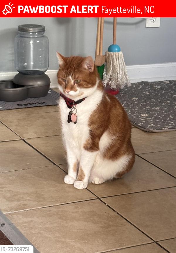 Lost Male Cat last seen Carol st The bar called the back door, Dunkin’ Donuts in Starbucks area, Fayetteville, NC 28303