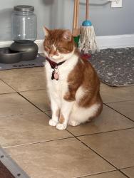Lost Male Cat last seen Carol st The bar called the back door, Dunkin’ Donuts in Starbucks area, Fayetteville, NC 28303