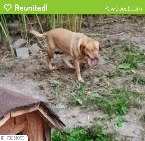 Reunited Female Dog last seen M 99 and Vermontville Hwy, Dimondale, Windsor Township, MI 48821