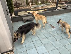 Found/Stray Unknown Dog last seen Dorscher, Orlando, FL 32835