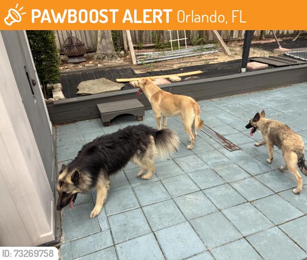 Found/Stray Unknown Dog last seen Dorscher, Orlando, FL 32835