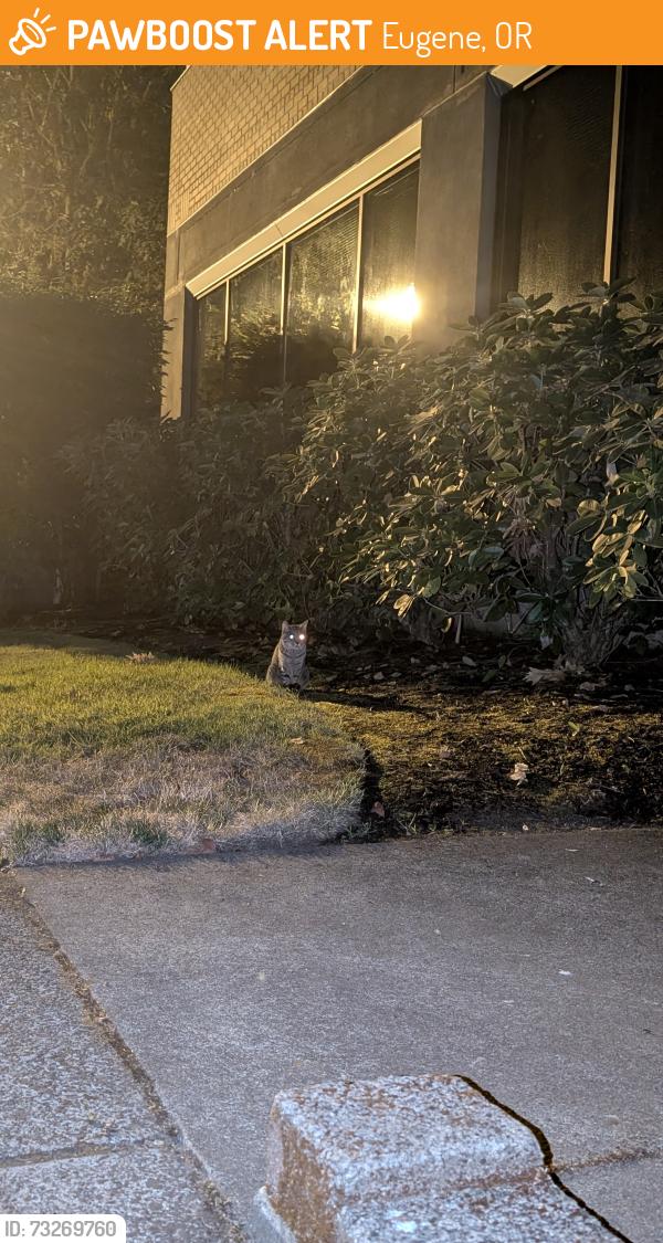 Found/Stray Unknown Cat last seen Near the pop in chevron, Eugene, OR 97401