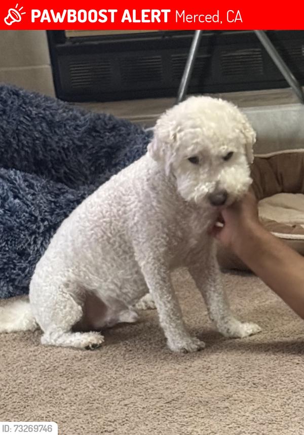 Lost Male Dog last seen Sprig and Quail, Merced, CA 95340