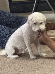Lost Male Dog last seen Sprig and Quail, Merced, CA 95340