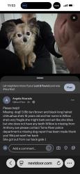 Lost Female Dog last seen Gilford Ave, Toms River, NJ 08753