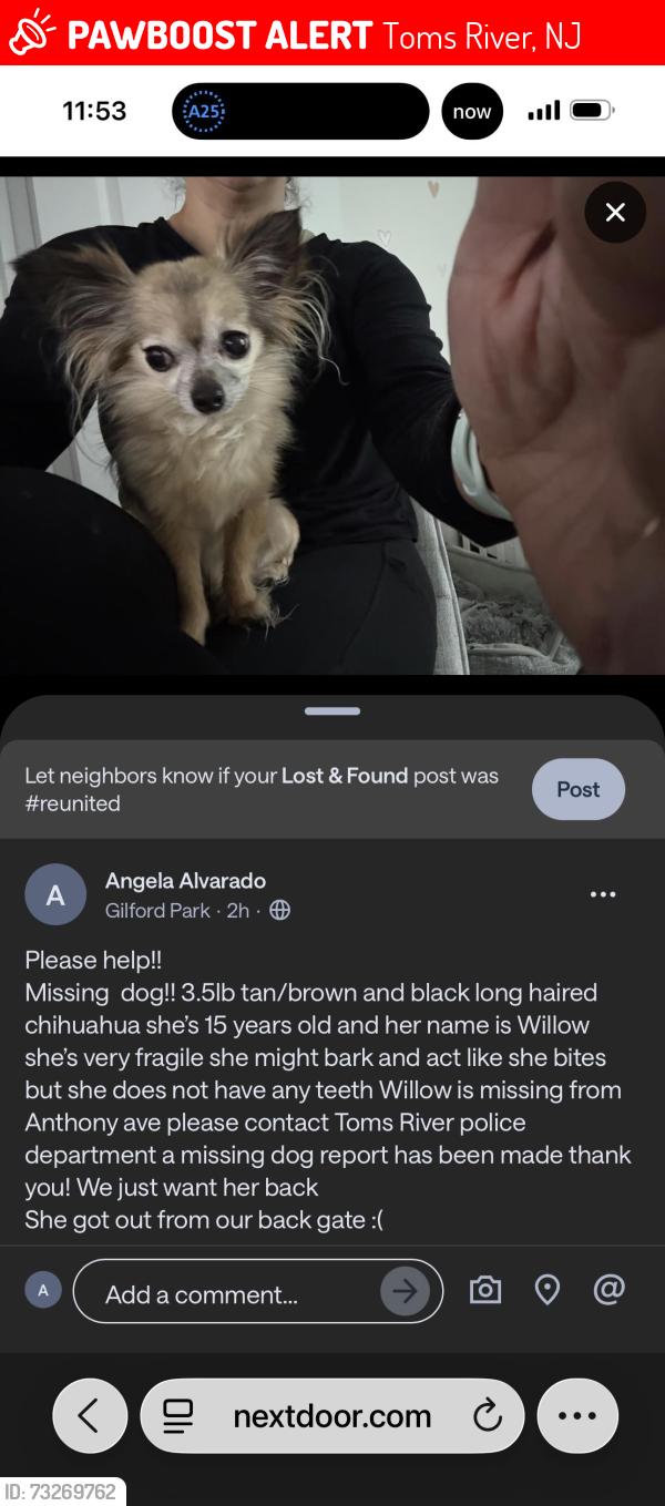Lost Female Dog last seen Gilford Ave, Toms River, NJ 08753