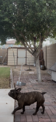 Lost Female Dog last seen Near ave Indian school rd, Phoenix, AZ 85037