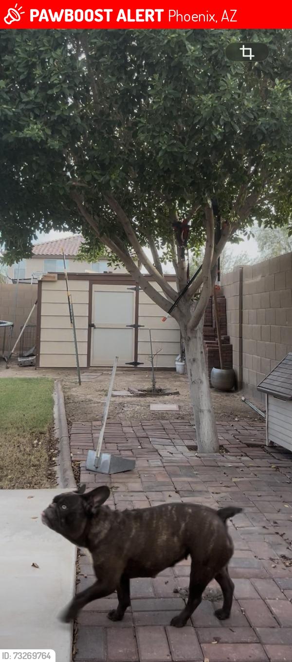 Lost Female Dog last seen Near ave Indian school rd, Phoenix, AZ 85037