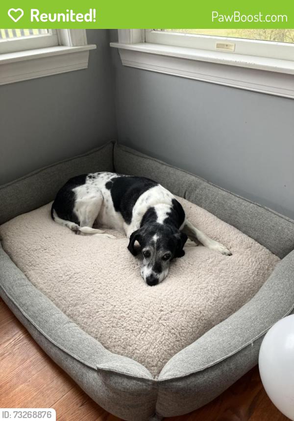 Reunited Male Dog last seen Yellow Meetinghouse Rd, Monmouth County, NJ 08510