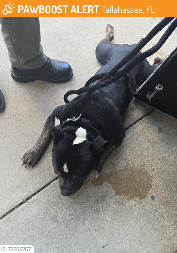 Found/Stray Male Dog last seen Red Fox Run, Tallahassee, FL 32303