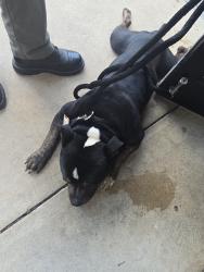 Found/Stray Male Dog last seen Red Fox Run, Tallahassee, FL 32303