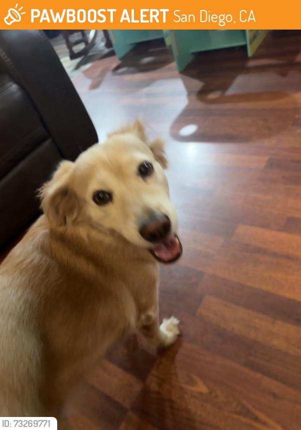 Found/Stray Female Dog last seen Sunnyside, San Diego, CA 92114