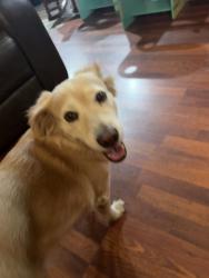 Found/Stray Female Dog last seen Sunnyside, San Diego, CA 92114