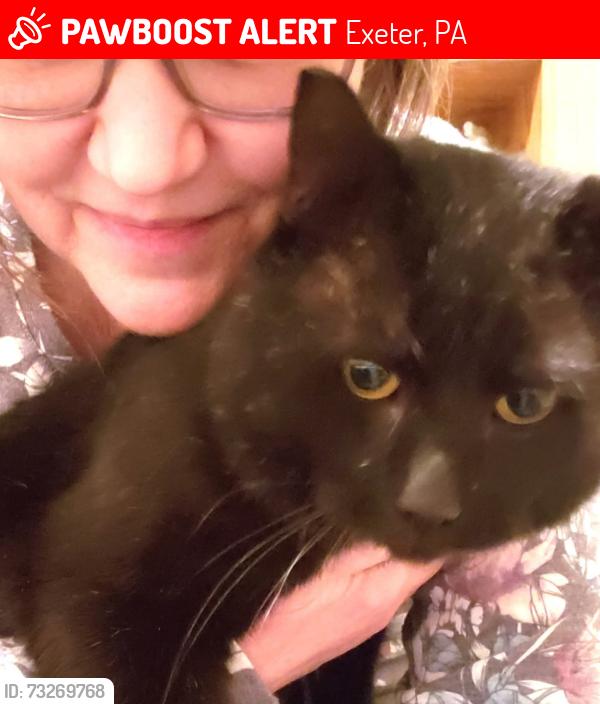 Lost Male Cat last seen Four Seasons Golf Course, Exeter, PA 18643