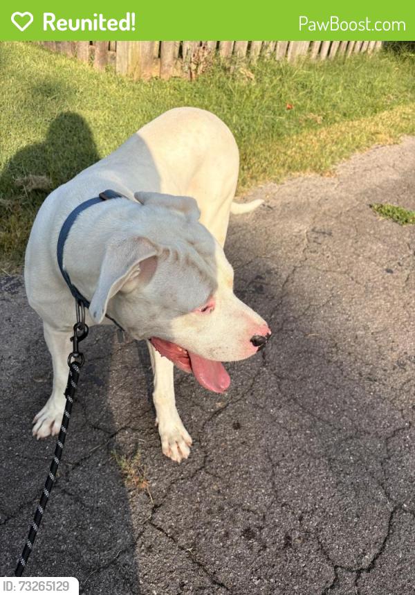 Reunited Male Dog last seen ., Nashville, TN 37217