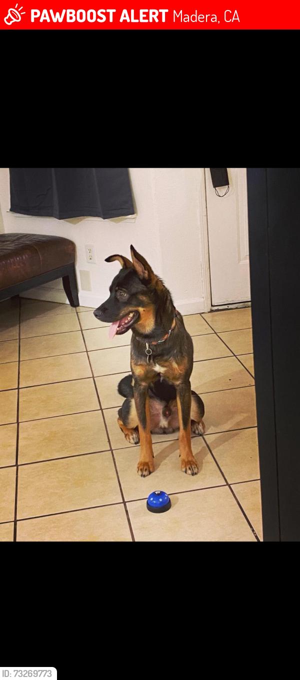 Lost Male Dog last seen Seneca and Gary, Madera, CA 93637