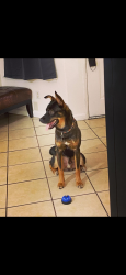 Lost Male Dog last seen Seneca and Gary, Madera, CA 93637