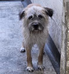 Shelter Stray Male Dog last seen , 3201 Lacy St, Los Angeles, CA 90031, USA