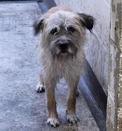 Shelter Stray Male Dog last seen , 3201 Lacy St, Los Angeles, CA 90031, USA