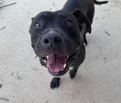 Shelter Stray Male Dog last seen CHARLOTTE, 8315 Byrum Dr, Charlotte, NC 28217, USA