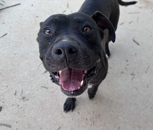 Shelter Stray Male Dog last seen CHARLOTTE, 8315 Byrum Dr, Charlotte, NC 28217, USA