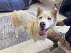 Shelter Stray Female Dog last seen CHARLOTTE, 8315 Byrum Dr, Charlotte, NC 28217, USA