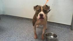 Shelter Stray Female Dog last seen CHARLOTTE, 8315 Byrum Dr, Charlotte, NC 28217, USA