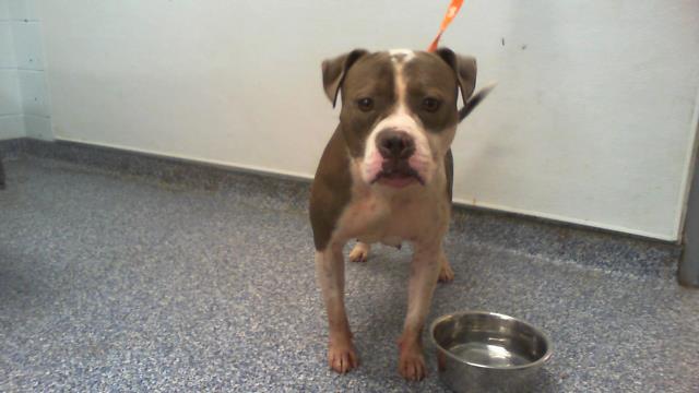 Shelter Stray Female Dog last seen CHARLOTTE, 8315 Byrum Dr, Charlotte, NC 28217, USA