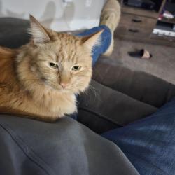 Lost Female Cat last seen Soccer Stadium, Herriman, UT 84096
