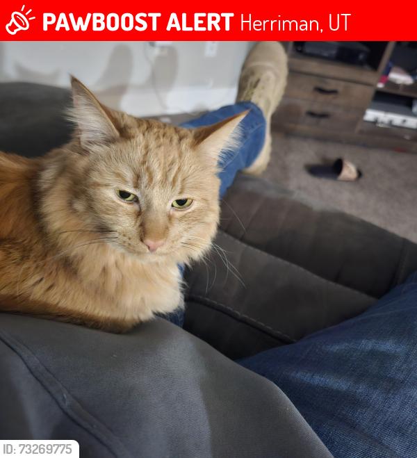 Lost Female Cat last seen Soccer Stadium, Herriman, UT 84096