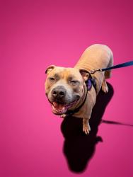 Shelter Stray Male Dog last seen INDUSTRIAL COMPLEX, 2020 Forest St, Jacksonville, FL 32204, USA