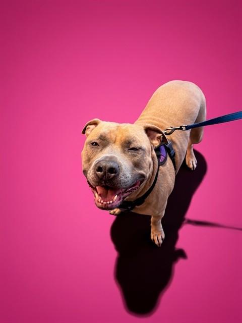 Shelter Stray Male Dog last seen INDUSTRIAL COMPLEX, 2020 Forest St, Jacksonville, FL 32204, USA