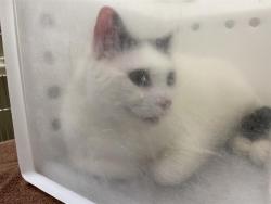 Shelter Stray Male Cat last seen S NICHOLSON AVE, 3839 W Burnham St, West Milwaukee, WI 53215, USA
