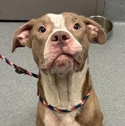 Shelter Stray Male Dog last seen Near, 2600 S Harding St, Indianapolis, IN 46221, USA