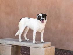Shelter Stray Male Dog last seen SUNSET BLVD THUNDER MOUNTAIN NM 87015, 100 Caja Del Rio Rd, Santa Fe, NM 87507, USA