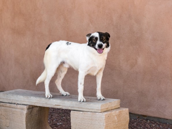 Shelter Stray Male Dog last seen SUNSET BLVD THUNDER MOUNTAIN NM 87015, 100 Caja Del Rio Rd, Santa Fe, NM 87507, USA