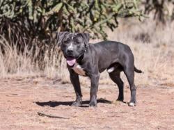 Shelter Stray Male Dog last seen Near BLOCK SWEET CLOVER LN SANTA FE NM 87535, 100 Caja Del Rio Rd, Santa Fe, NM 87507, USA
