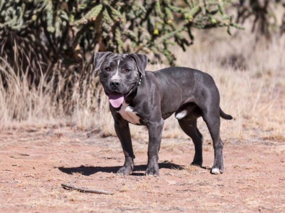 Shelter Stray Male Dog last seen Near BLOCK SWEET CLOVER LN SANTA FE NM 87535, 100 Caja Del Rio Rd, Santa Fe, NM 87507, USA