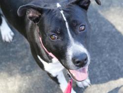 Shelter Stray Female Dog last seen Near BLOCK TWIN OAKS DR, TALLAHASSEE FL 32305, 1125 Easterwood Dr, Tallahassee, FL 32311, USA