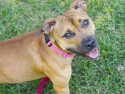 Shelter Stray Female Dog last seen Near BLOCK HOLTON ST, TALLAHASSEE FL 32310, 1125 Easterwood Dr, Tallahassee, FL 32311, USA