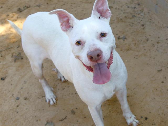 Shelter Stray Male Dog last seen Near BLOCK N MONROE ST, TALLAHASSEE FL 32303, 1125 Easterwood Dr, Tallahassee, FL 32311, USA