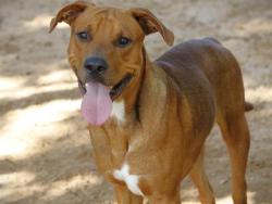 Shelter Stray Male Dog last seen Near BLOCK W THARPE ST, TALLAHASSEE FL 32303, 1125 Easterwood Dr, Tallahassee, FL 32311, USA