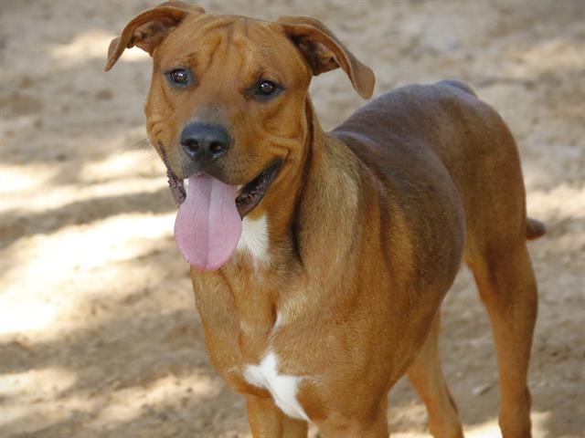 Shelter Stray Male Dog last seen Near BLOCK W THARPE ST, TALLAHASSEE FL 32303, 1125 Easterwood Dr, Tallahassee, FL 32311, USA