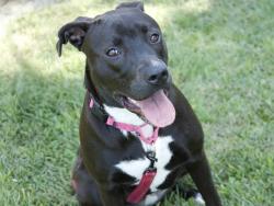 Shelter Stray Female Dog last seen Near BLOCK OLD ST AUGUSTINE RD, TALLAHASSEE FL 32301, 1125 Easterwood Dr, Tallahassee, FL 32311, USA
