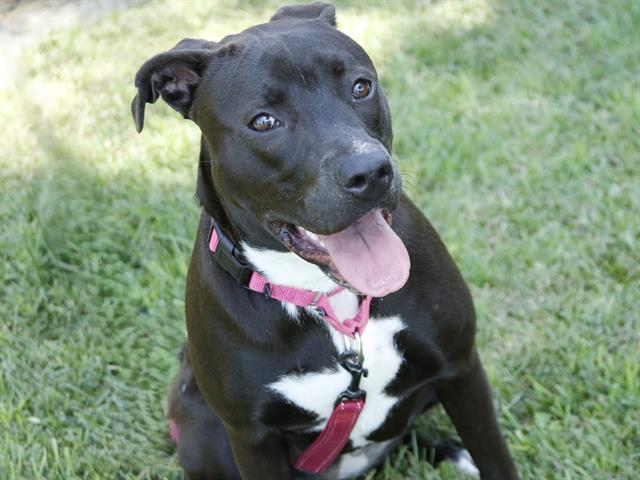 Shelter Stray Female Dog last seen Near BLOCK OLD ST AUGUSTINE RD, TALLAHASSEE FL 32301, 1125 Easterwood Dr, Tallahassee, FL 32311, USA