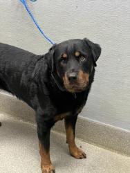 Shelter Stray Female Dog last seen Near BLK W CHEYENNE AVE, LAS VEGAS NV 89129, 655 N Mojave Rd, Las Vegas, NV 89101, USA